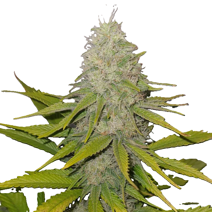 CBD-V planta - Svart sött kaffe