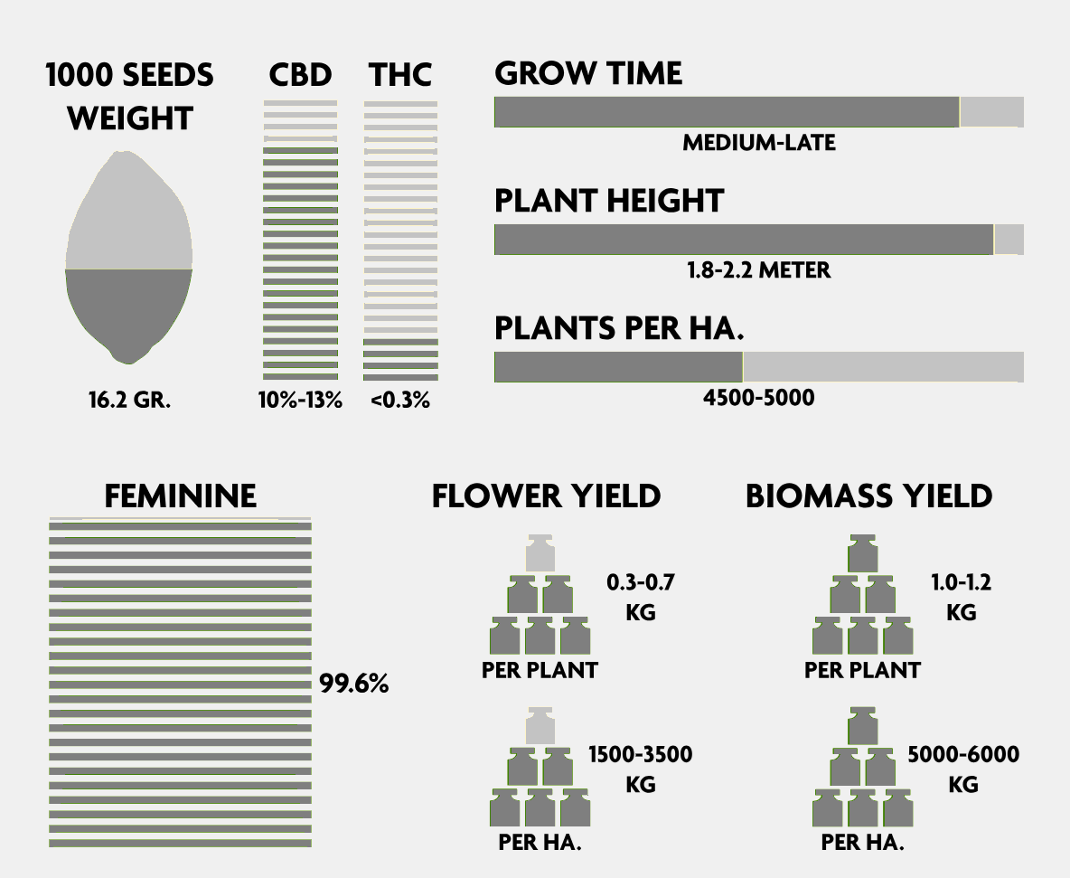 CBD-planta - Mellanvästern