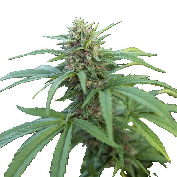 CBG-planta - CBG Apelsin