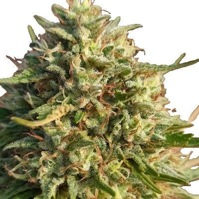 CBD-planta - Nordväst 