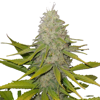 CBD-V planta - Svart sött kaffe 