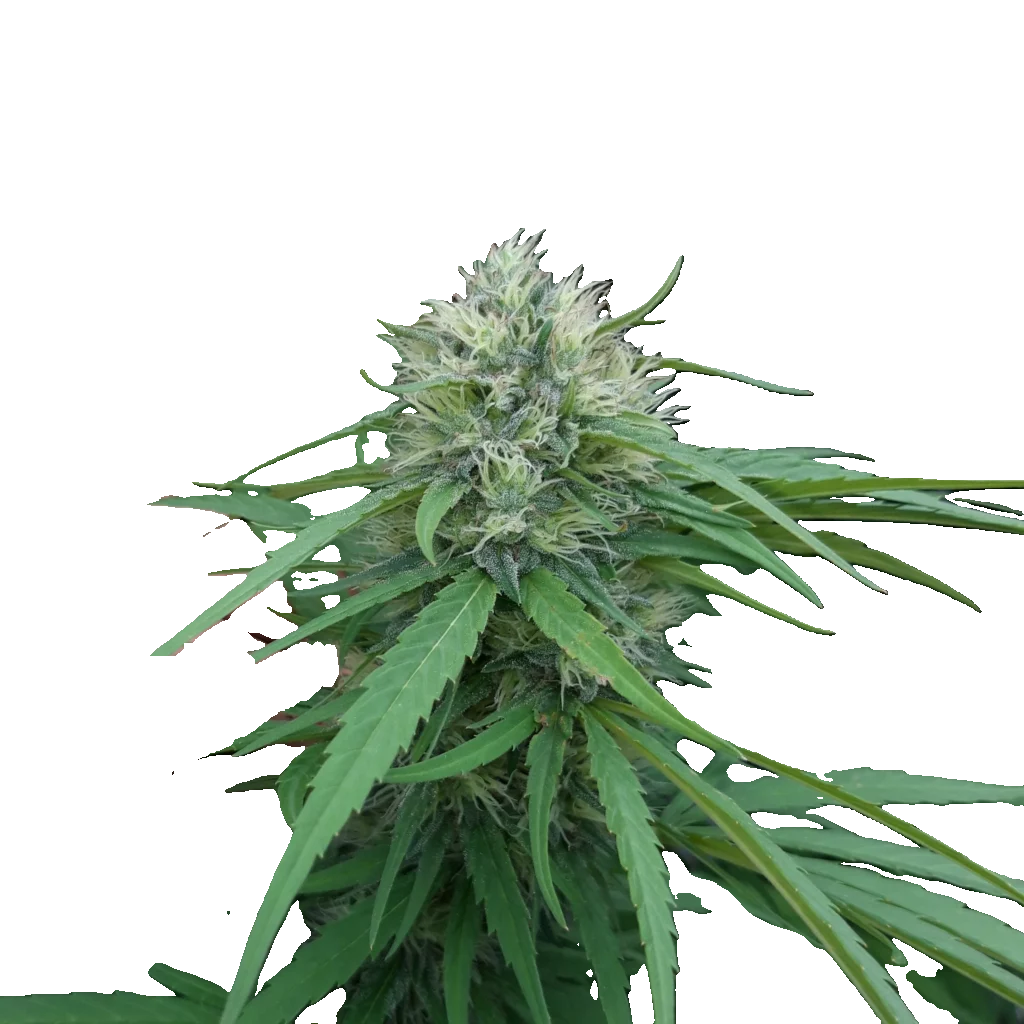 CBG-planta - Grön sprit 