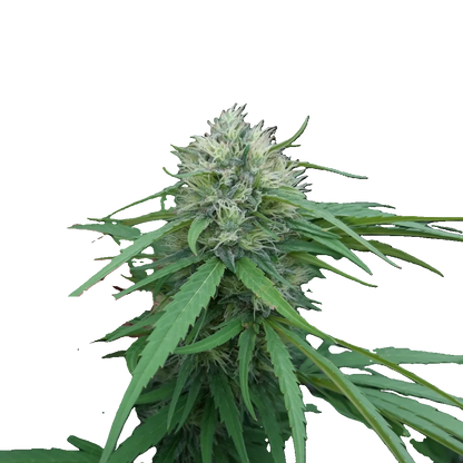 CBG-planta - Grön sprit 