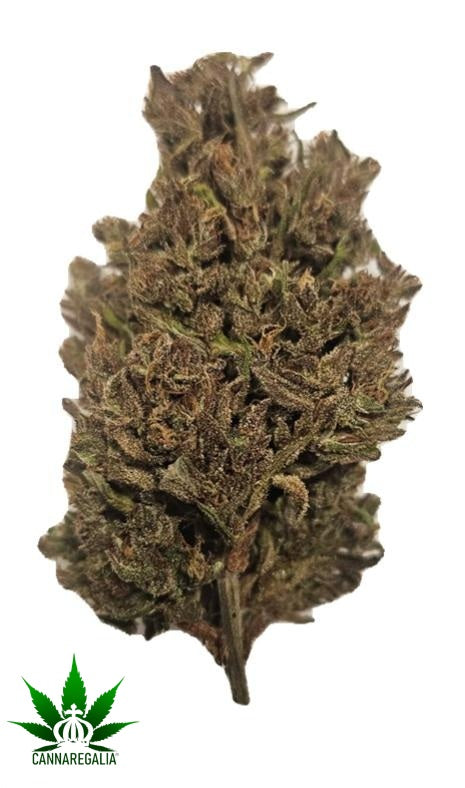 CBD buds - Gorilla Glue 18-21%