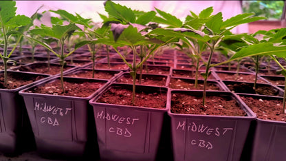 CBD-planta - Mellanvästern