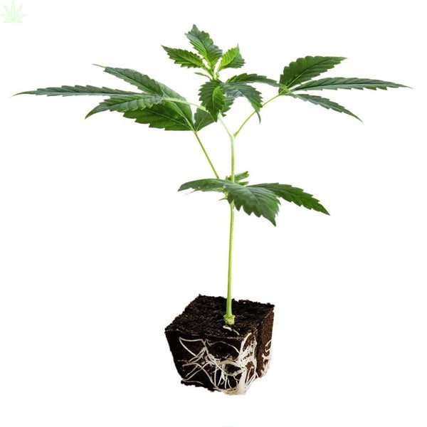 CBD-planta - Mellanvästern