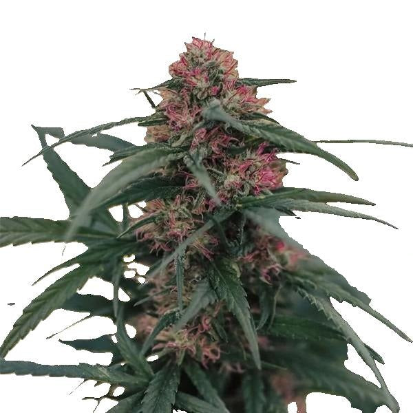 CBD-planta - Bärblomma 