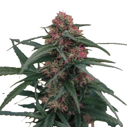 CBD-planta - Bärblomma 