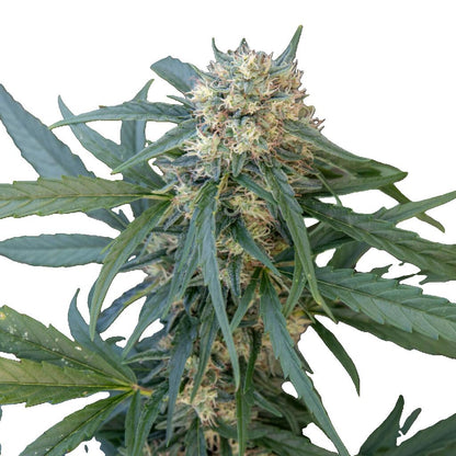 CBG-planta - OG Kush 