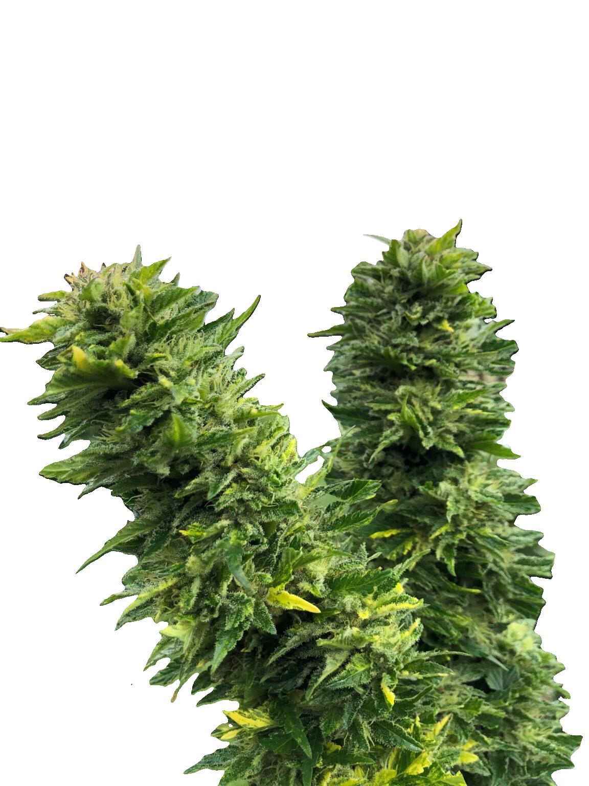 CBD-planta - Mellanvästern