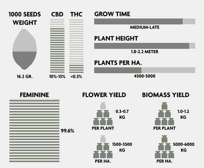 CBD-planta - Mellanvästern